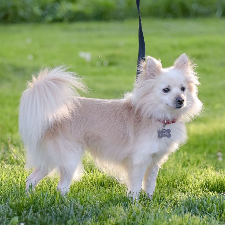Dog for adoption - Finnegan, a Pomeranian & Spitz Mix in Lambertville, NJ |  Petfinder