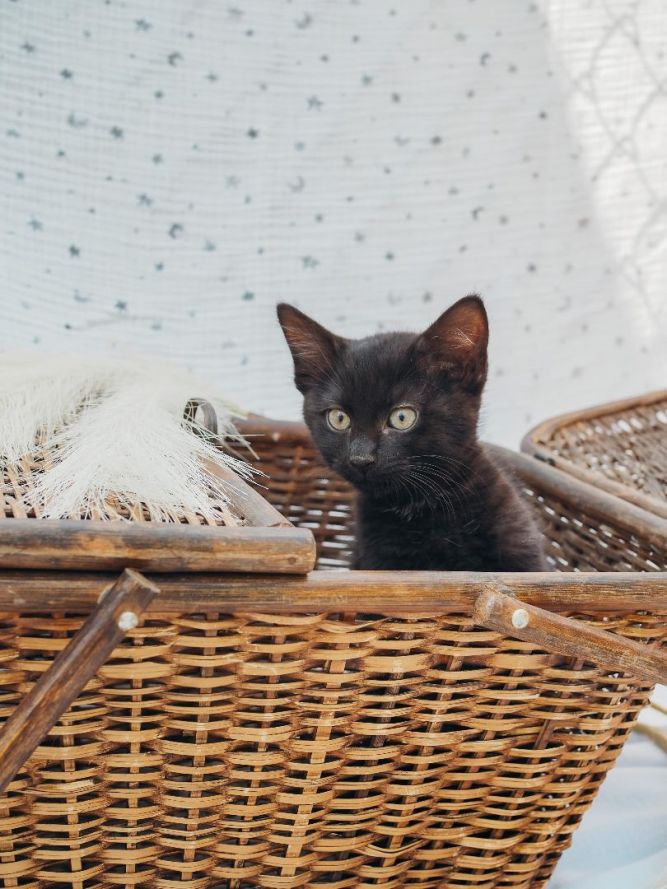 Sokka