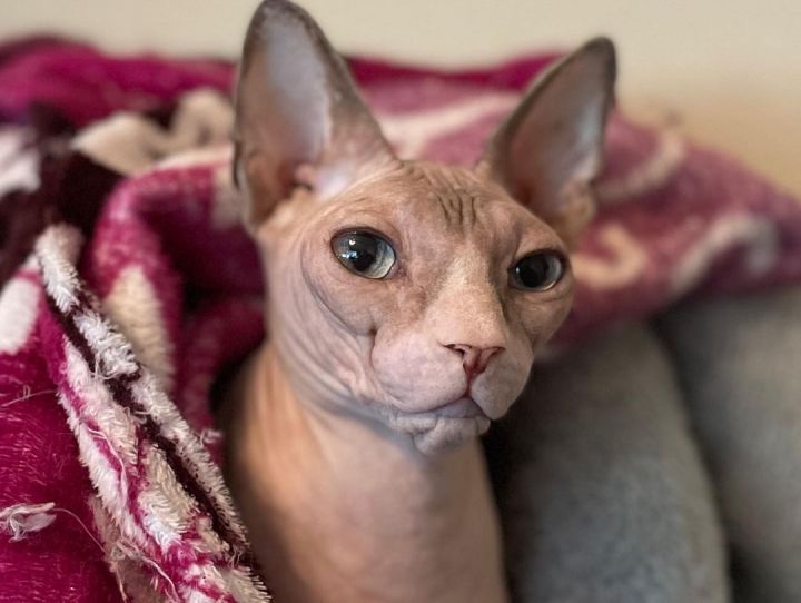 Bella [Read Entire Bio], an adoptable Sphynx / Hairless Cat in Los Angeles, CA_image-1