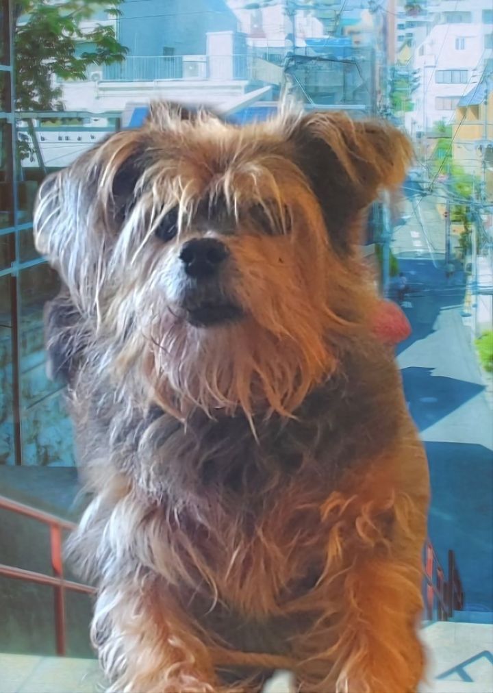 Tibetan terrier best sale yorkie mix