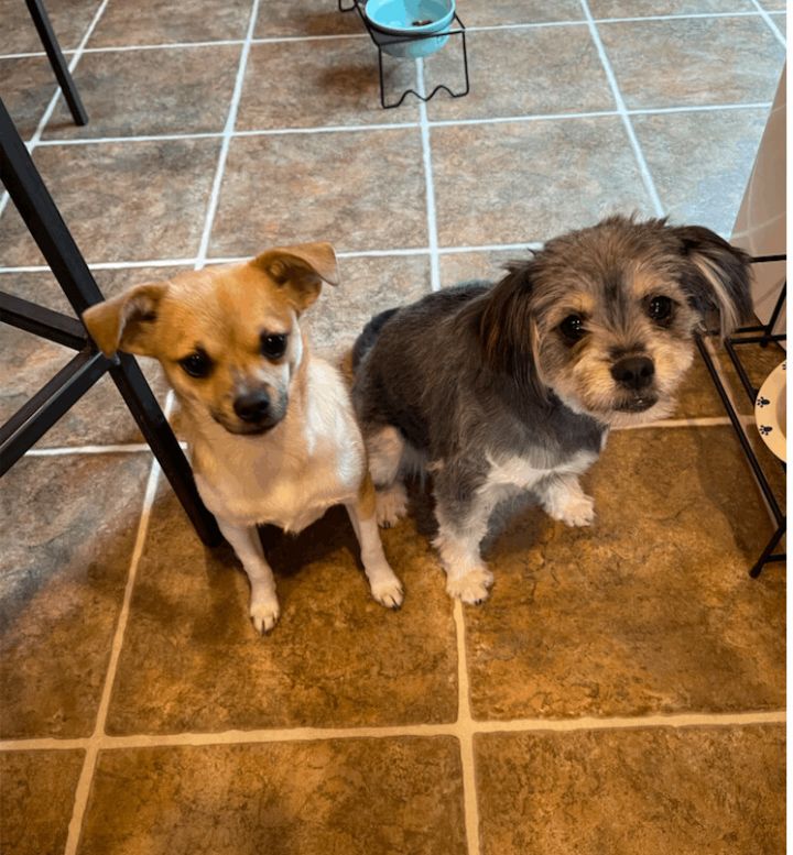 Chewy and Leila, an adopted Terrier Mix in Salem, OR_image-3