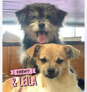 Chewy and Leila