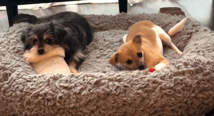 Chewy and Leila 2