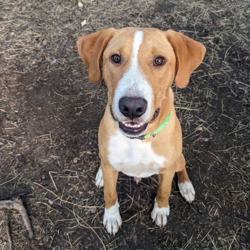 Dog for adoption - Ziti , an Australian Cattle Dog / Blue Heeler ...