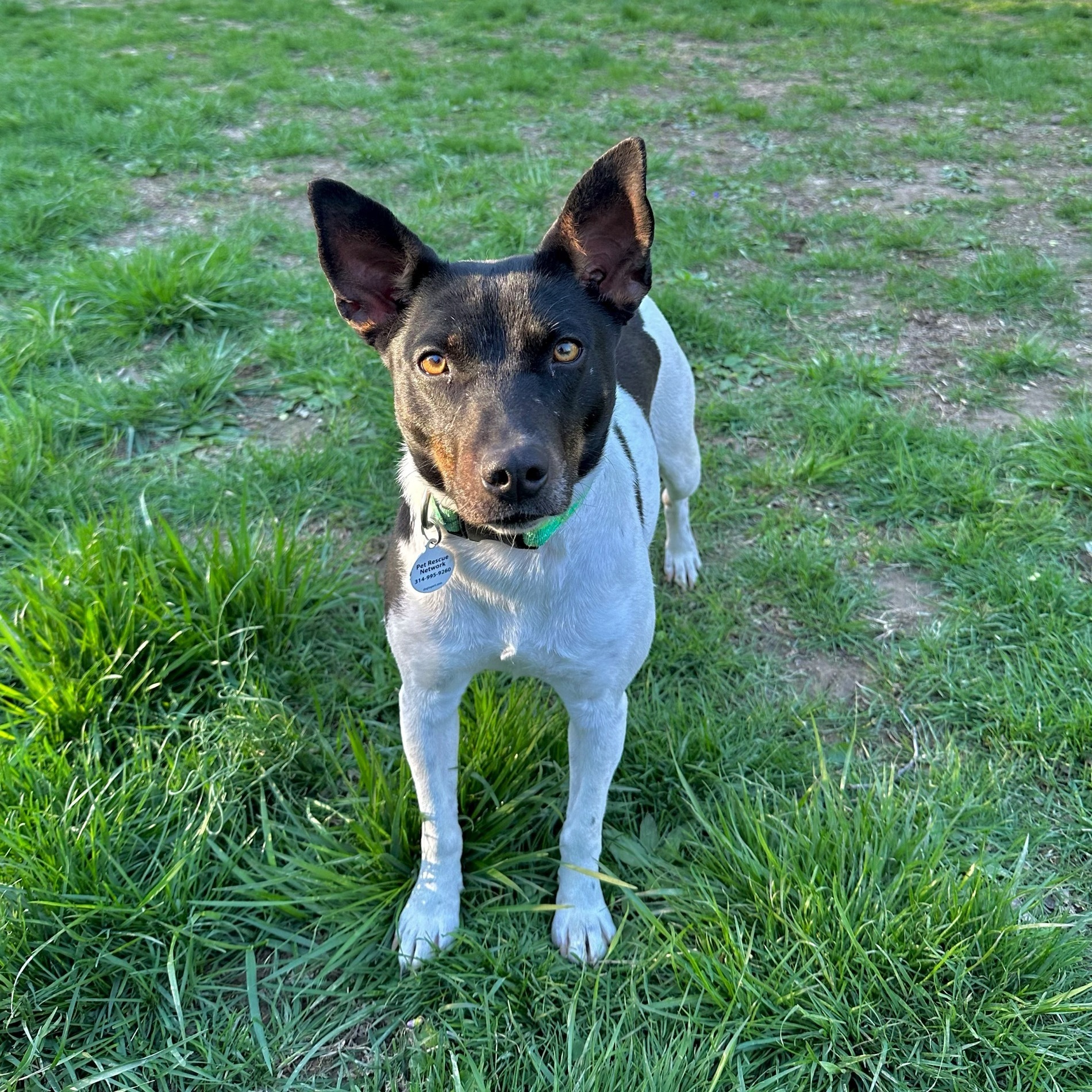 Kelpie hot sale basenji mix