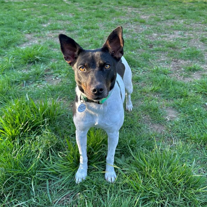 Basenji terrier sale mix dog