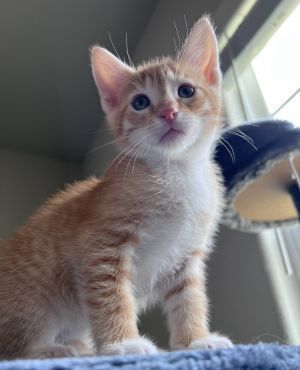 Cheerio