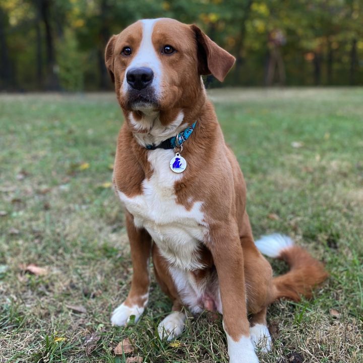 Lab bernese mountain store dog