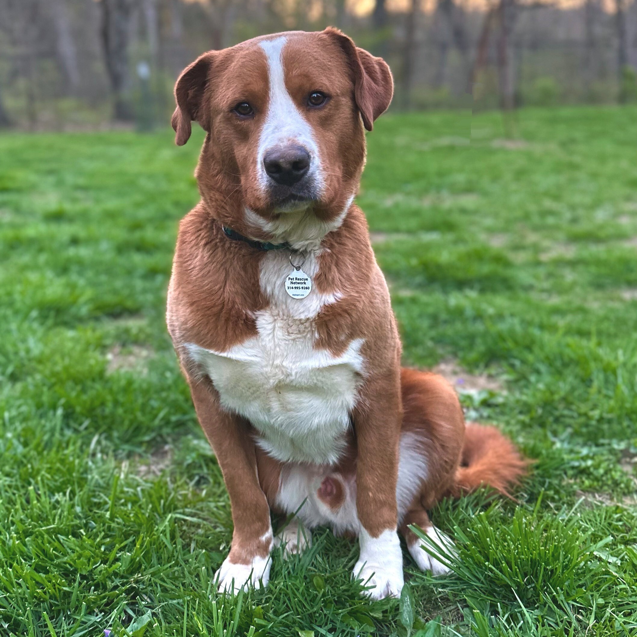 Chocolate lab bernese store mountain dog mix