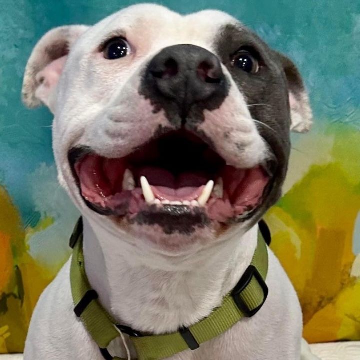 Optimus Prime, an adoptable Pit Bull Terrier Mix in Springfield, MO_image-4