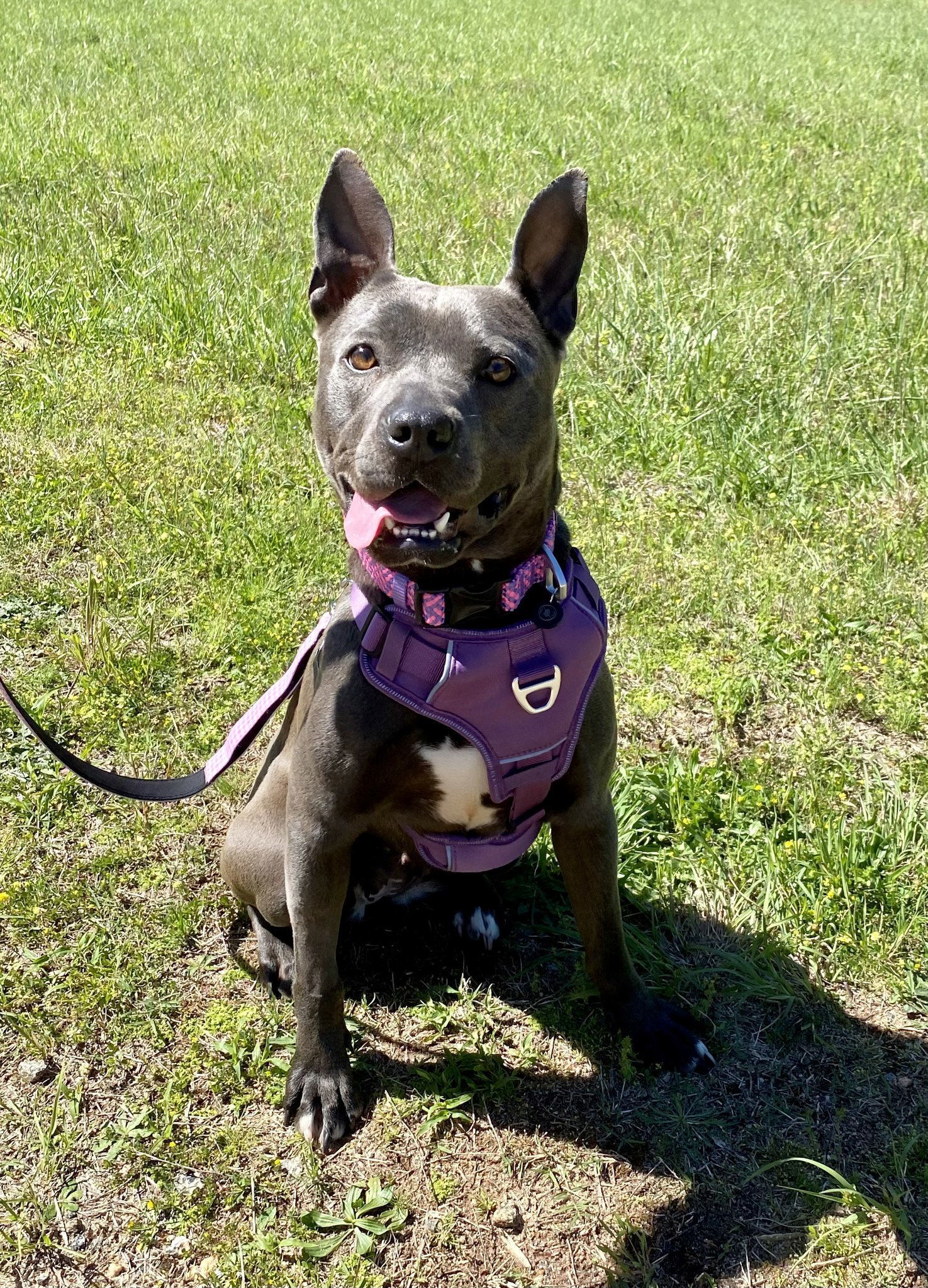 Suki