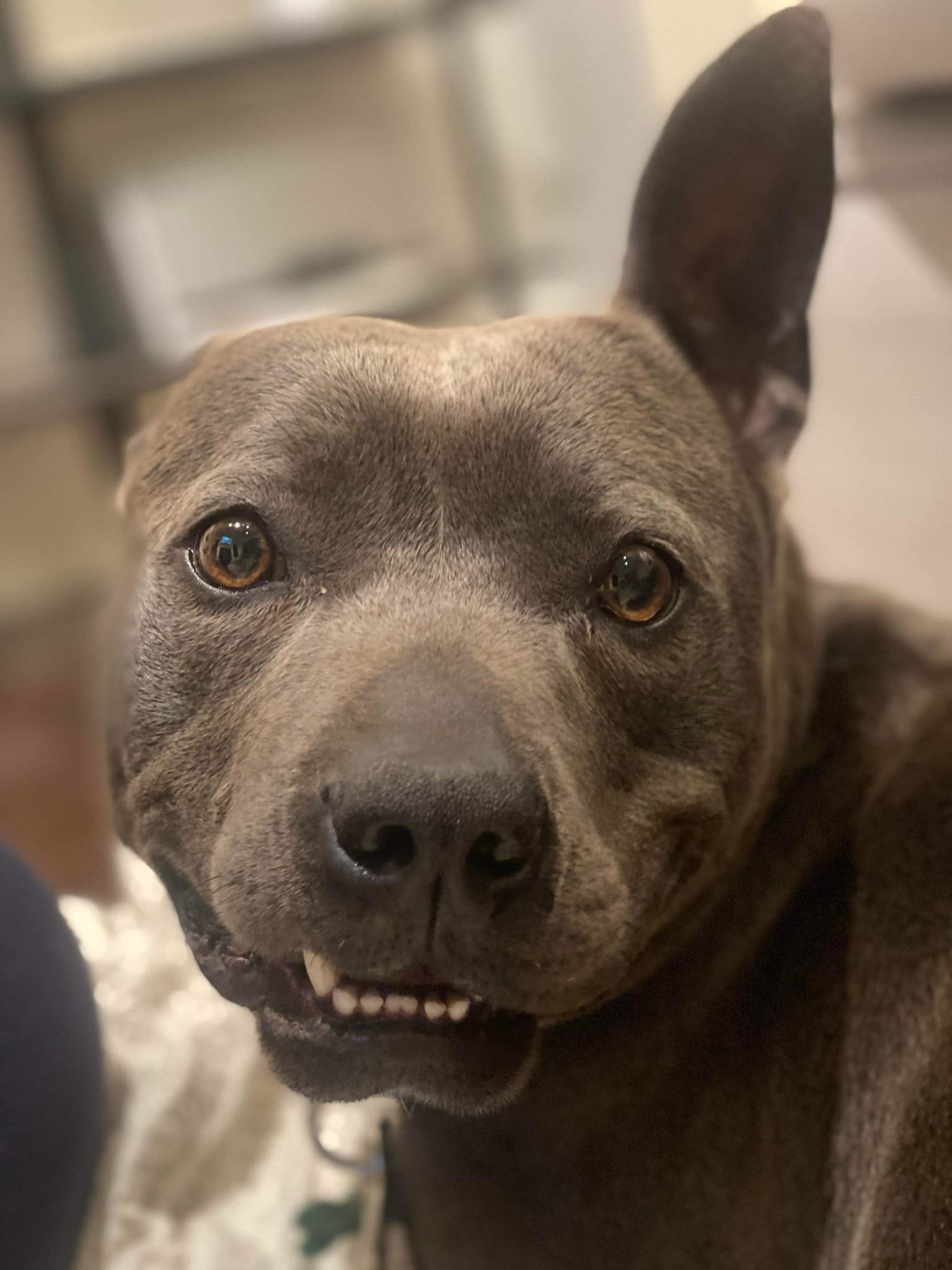 Suki