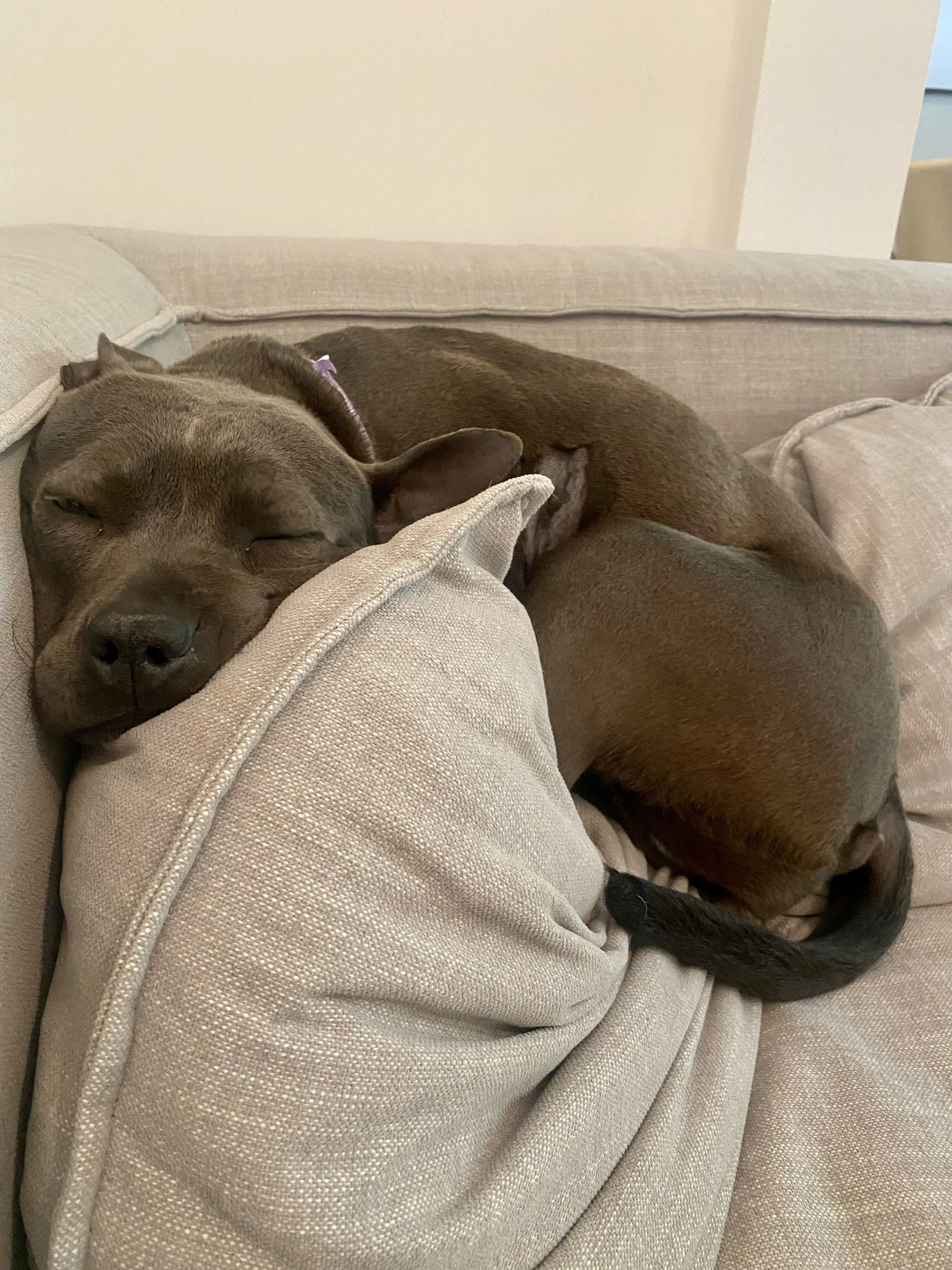 Suki