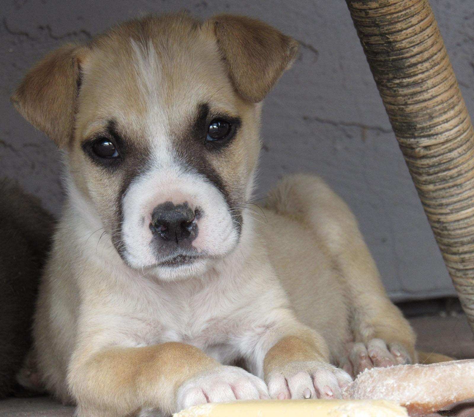 Oscar, an adoptable Golden Retriever, Pit Bull Terrier in Wittmann, AZ, 85361 | Photo Image 2