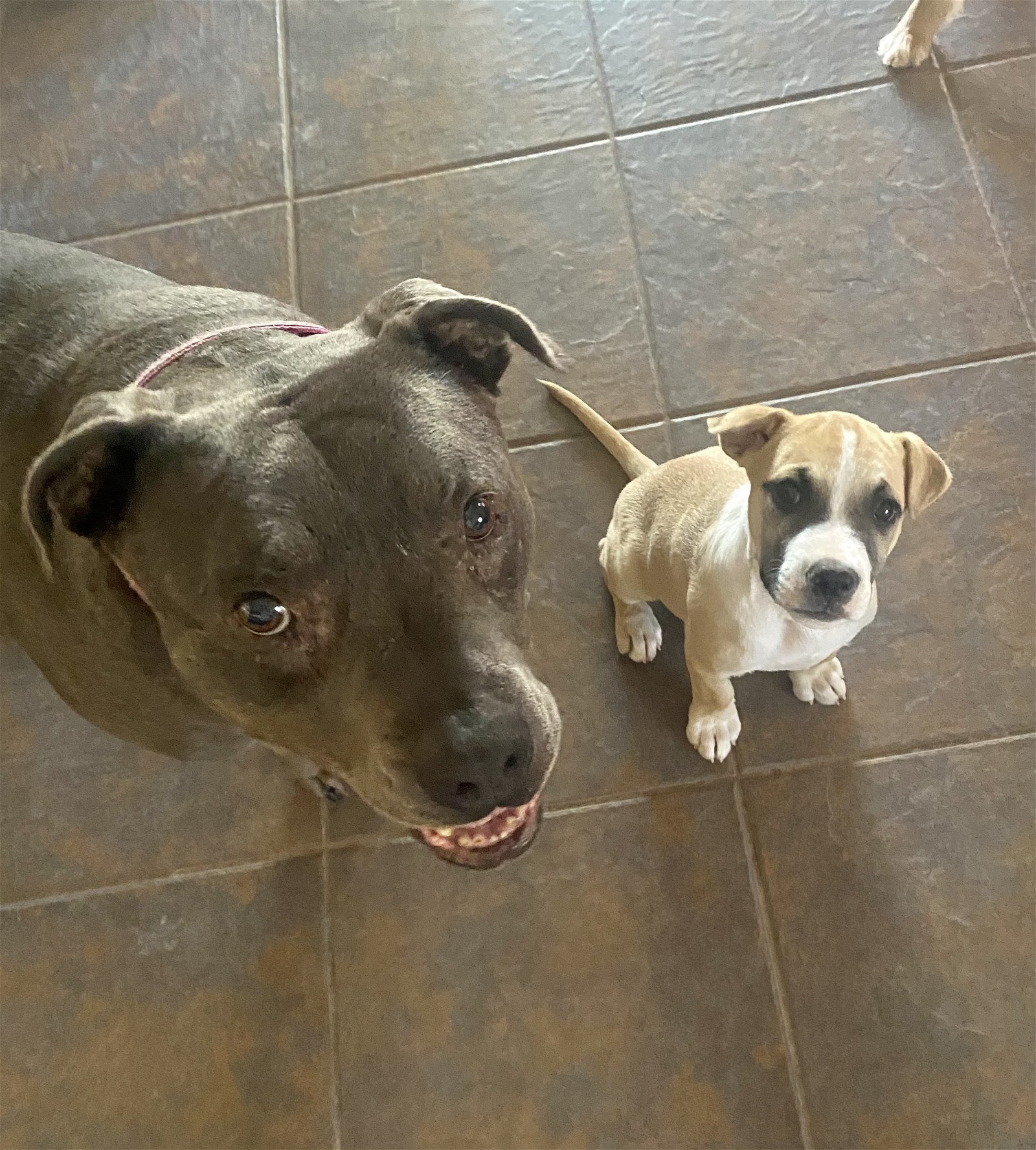 Oscar, an adoptable Golden Retriever, Pit Bull Terrier in Wittmann, AZ, 85361 | Photo Image 3