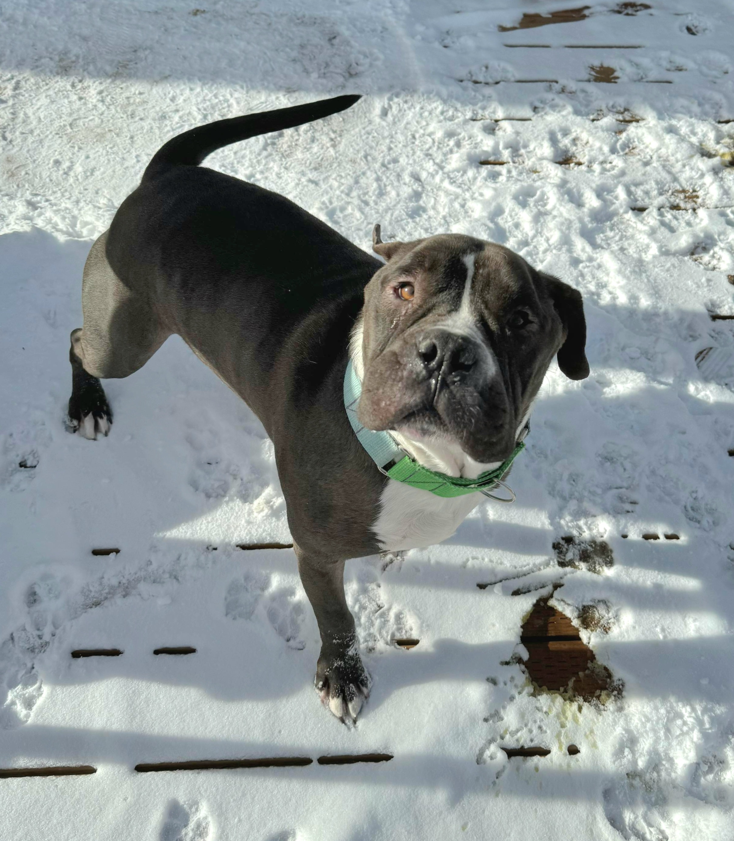 Gus, an adoptable Pit Bull Terrier in Arlee, MT, 59821 | Photo Image 6