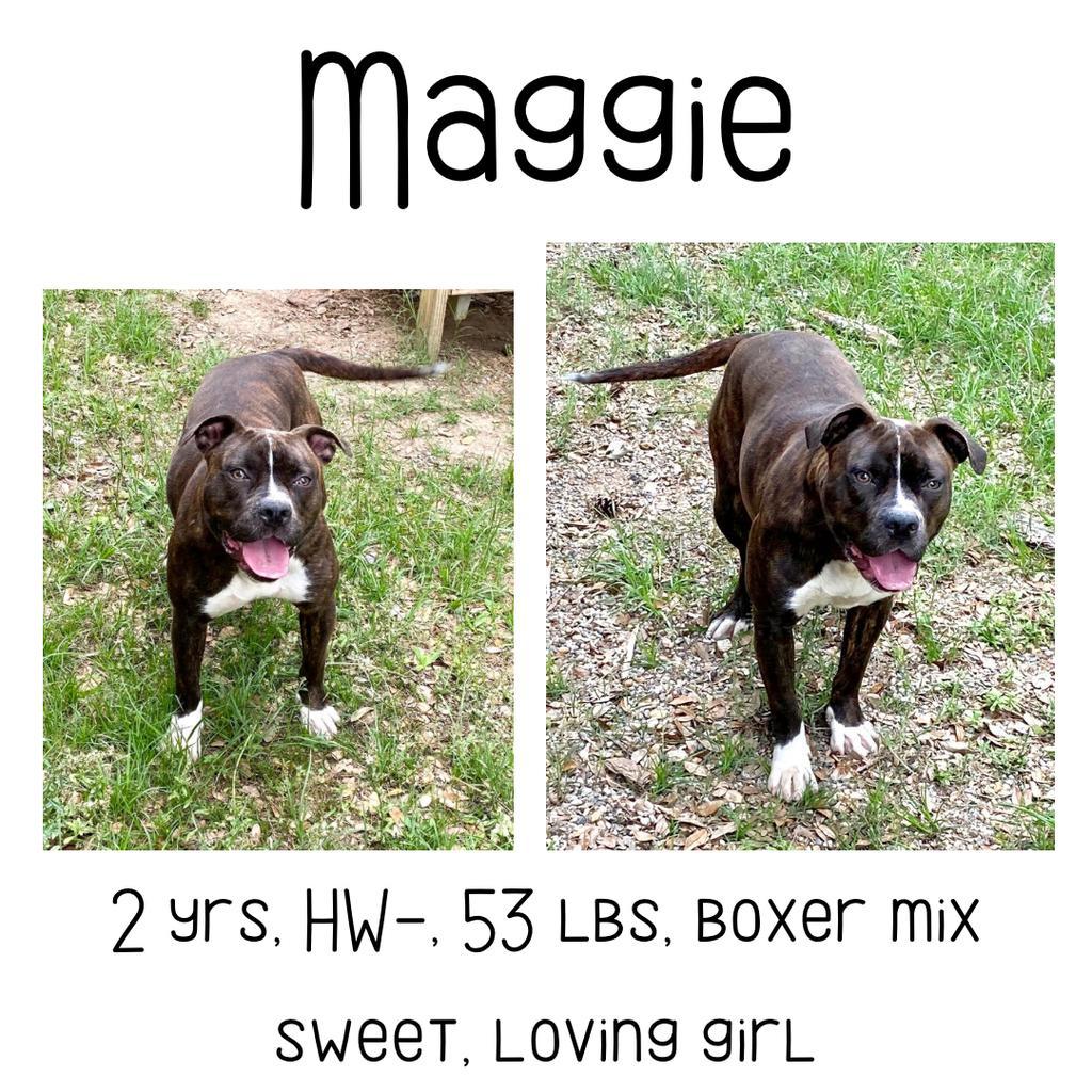 Maggie, an adoptable Boxer, Mixed Breed in Albany, GA, 31706 | Photo Image 1