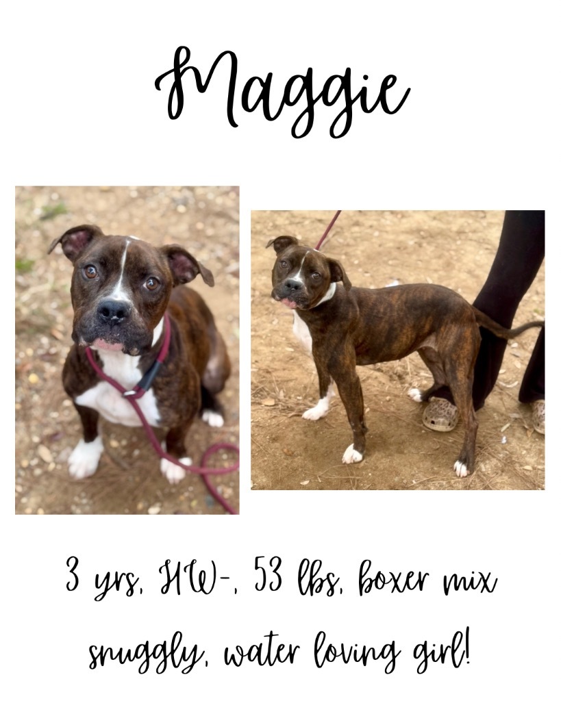 Maggie, an adoptable Boxer, Mixed Breed in Albany, GA, 31706 | Photo Image 1