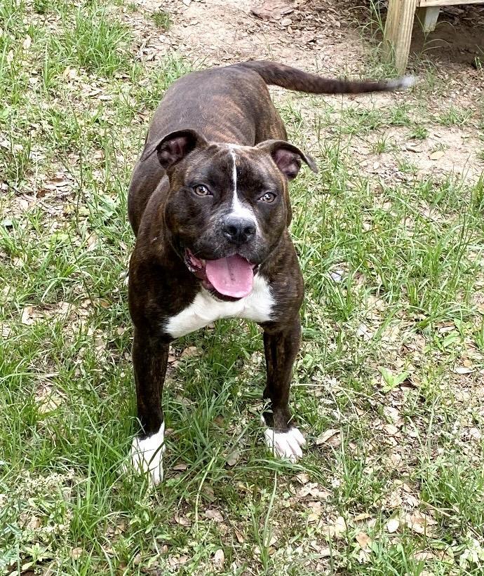 Maggie, an adoptable Boxer, Mixed Breed in Albany, GA, 31706 | Photo Image 2