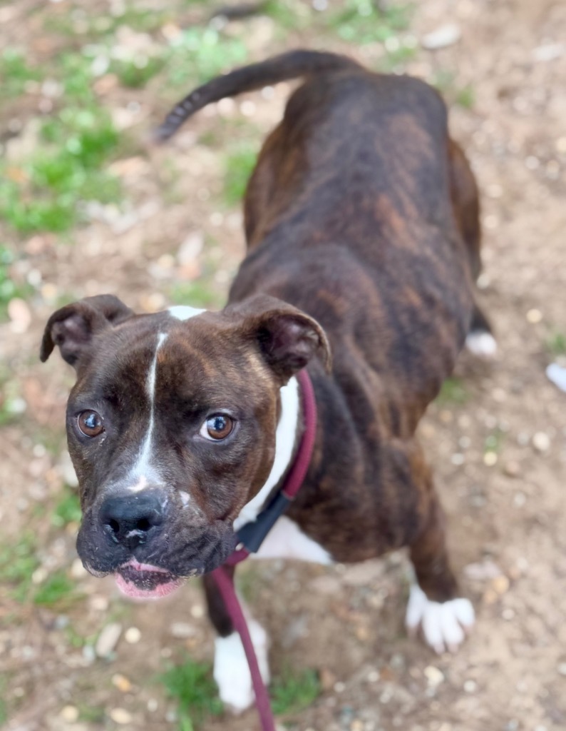 Maggie, an adoptable Boxer, Mixed Breed in Albany, GA, 31706 | Photo Image 2