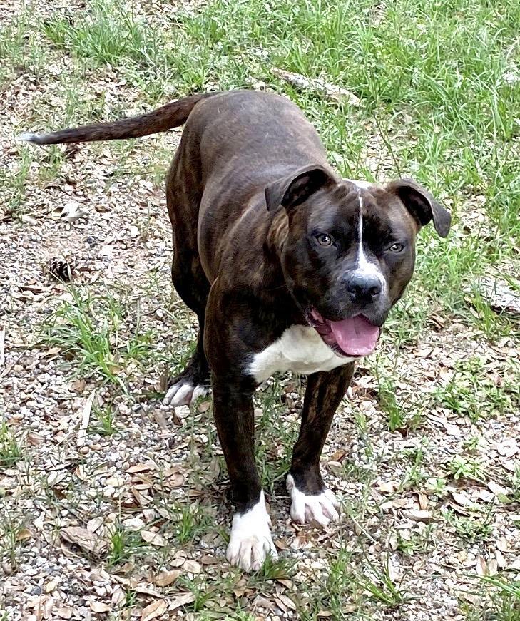 Maggie, an adoptable Boxer, Mixed Breed in Albany, GA, 31706 | Photo Image 3