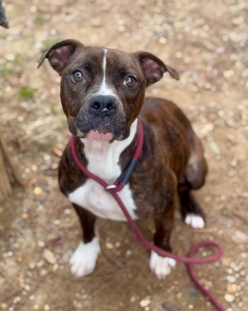 Maggie, an adoptable Boxer, Mixed Breed in Albany, GA, 31706 | Photo Image 3