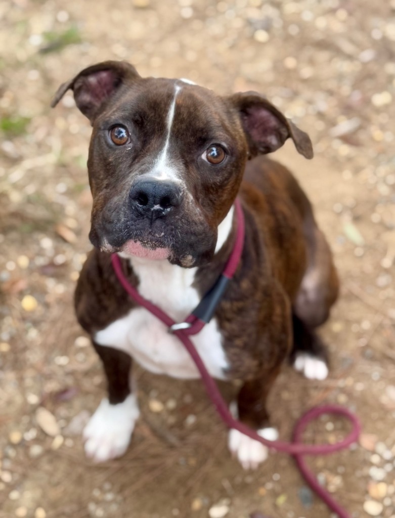 Maggie, an adoptable Boxer, Mixed Breed in Albany, GA, 31706 | Photo Image 4