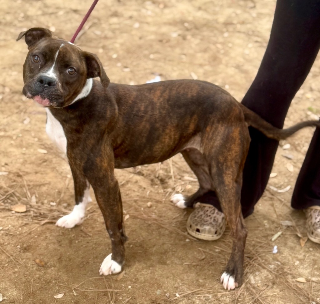 Maggie, an adoptable Boxer, Mixed Breed in Albany, GA, 31706 | Photo Image 5