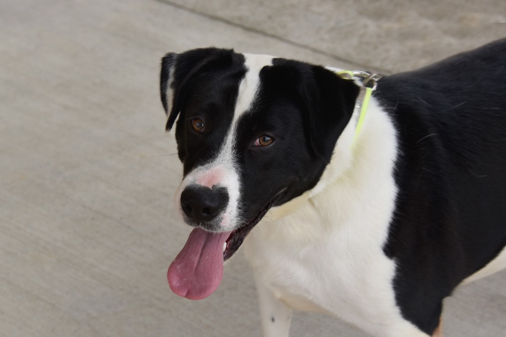 DeeDee Adoption Pending, an adoptable Beagle in West Union, OH, 45693 | Photo Image 1