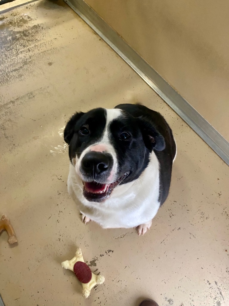 DeeDee, an adoptable Beagle, English Bulldog in West Union, OH, 45693 | Photo Image 1