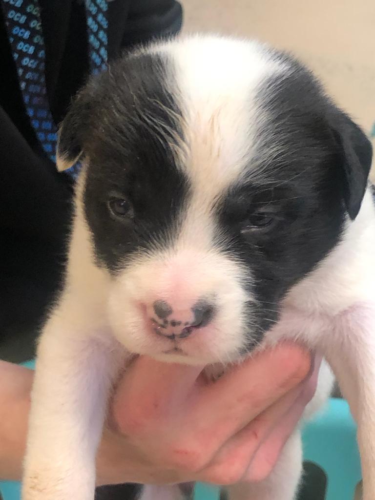 DeeDee, an adoptable Beagle, English Bulldog in West Union, OH, 45693 | Photo Image 2