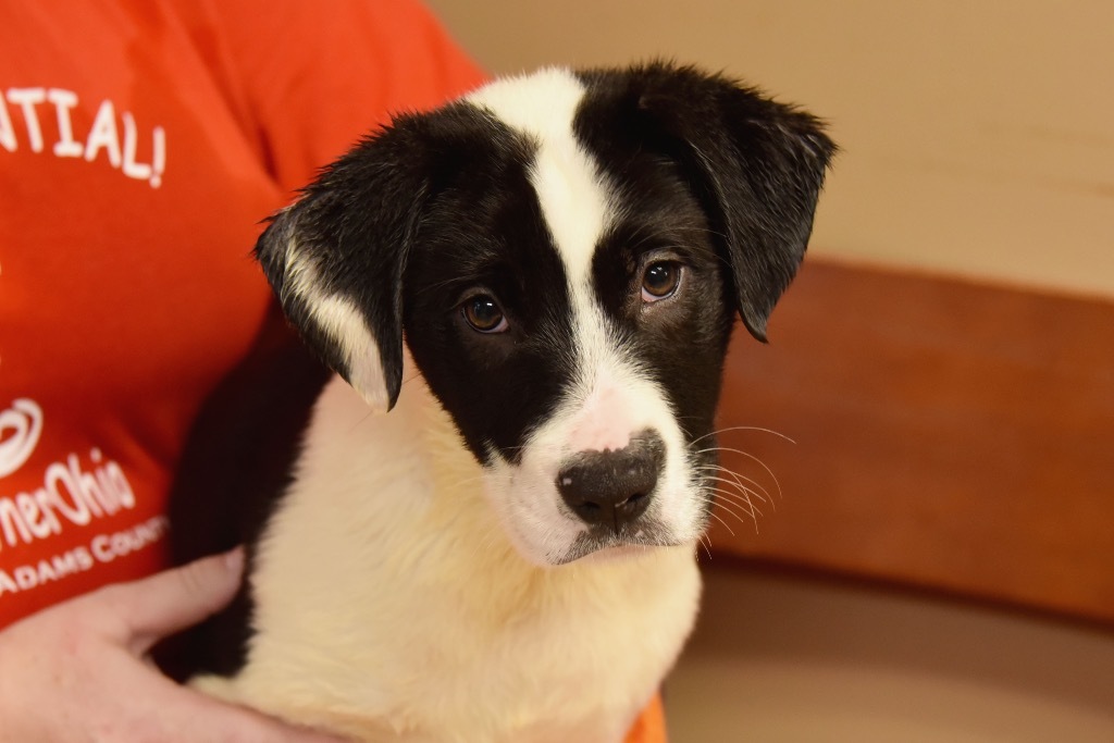 DeeDee Adoption Pending, an adoptable Beagle in West Union, OH, 45693 | Photo Image 3