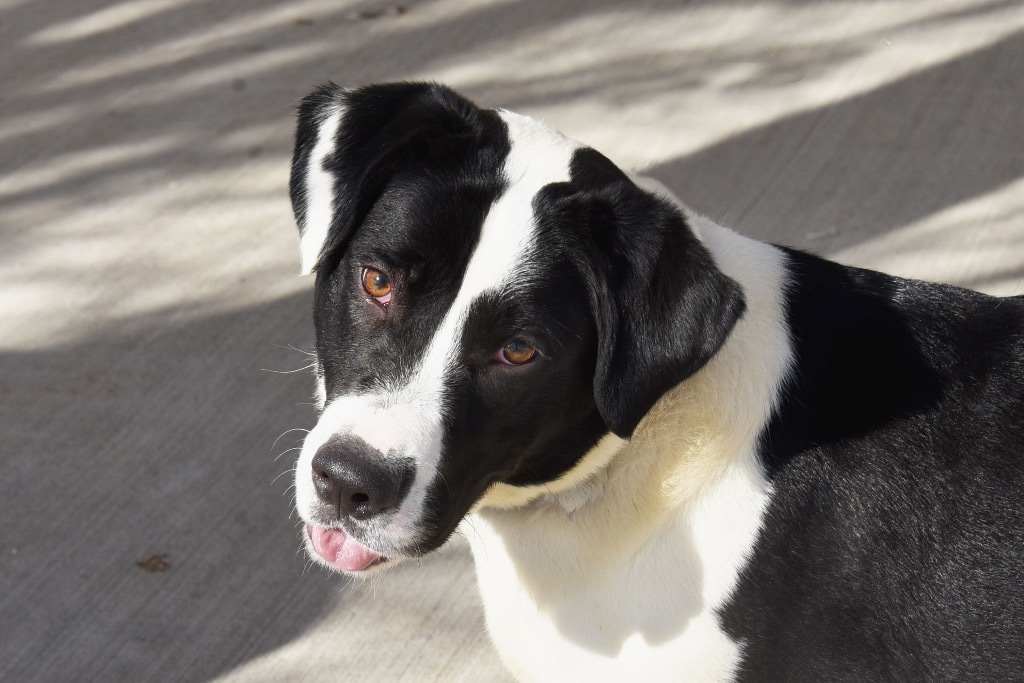 DeeDee Adoption Pending, an adoptable Beagle in West Union, OH, 45693 | Photo Image 4