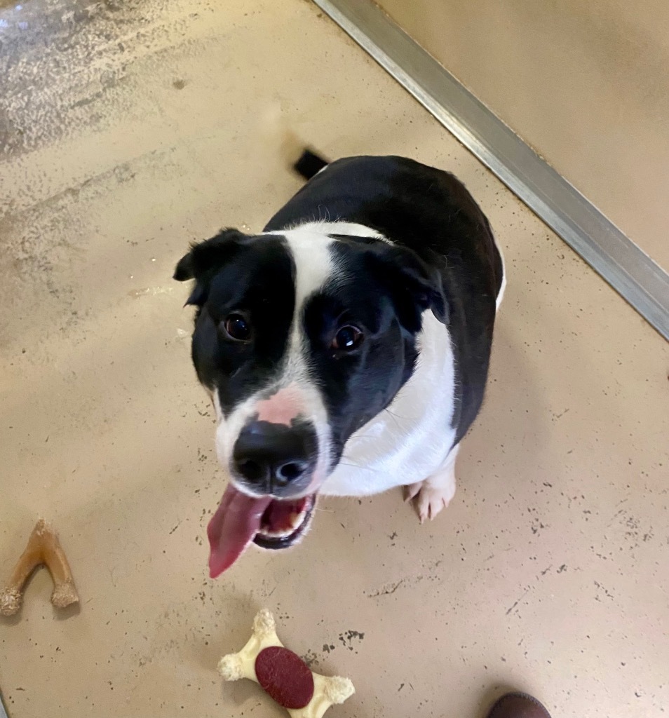 DeeDee, an adoptable Beagle, English Bulldog in West Union, OH, 45693 | Photo Image 6