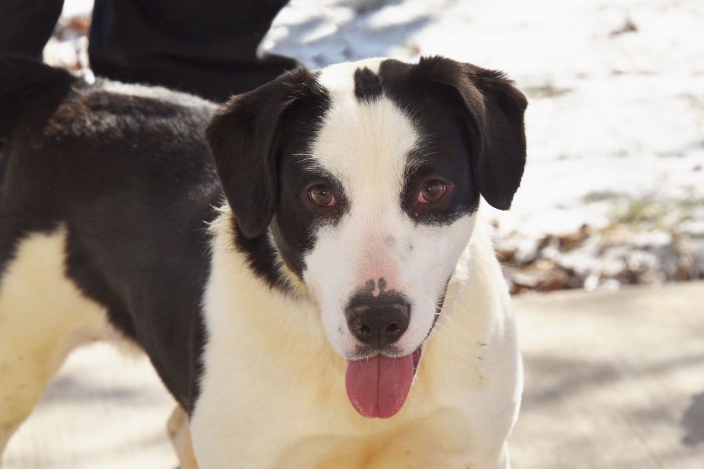 Dottie, an adoptable Beagle in West Union, OH, 45693 | Photo Image 1