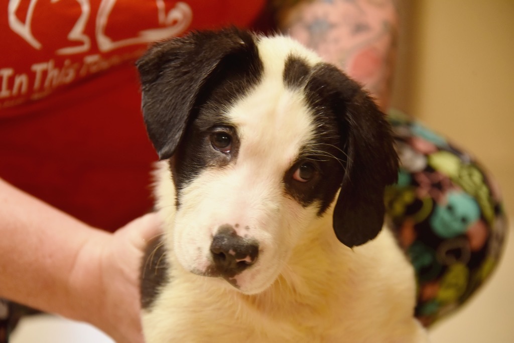 Dottie, an adoptable Beagle in West Union, OH, 45693 | Photo Image 4