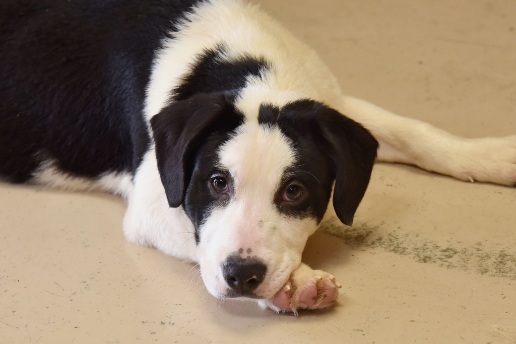 Dottie, an adoptable Beagle in West Union, OH, 45693 | Photo Image 5