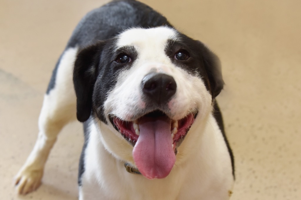 Dottie, an adoptable Beagle in West Union, OH, 45693 | Photo Image 6