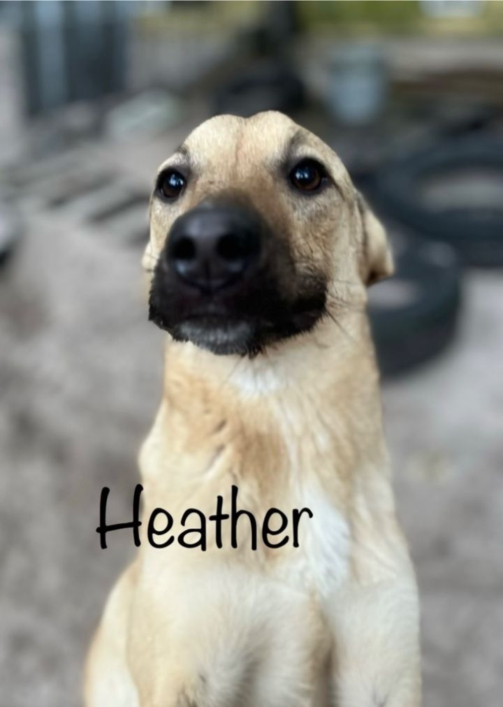 Heather, an adoptable Retriever & Boston Terrier Mix in Fulton, TX_image-1