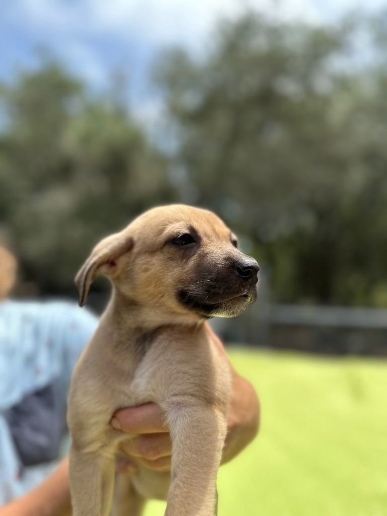 Heather, an adoptable Retriever, Boston Terrier in Fulton, TX, 78358 | Photo Image 3