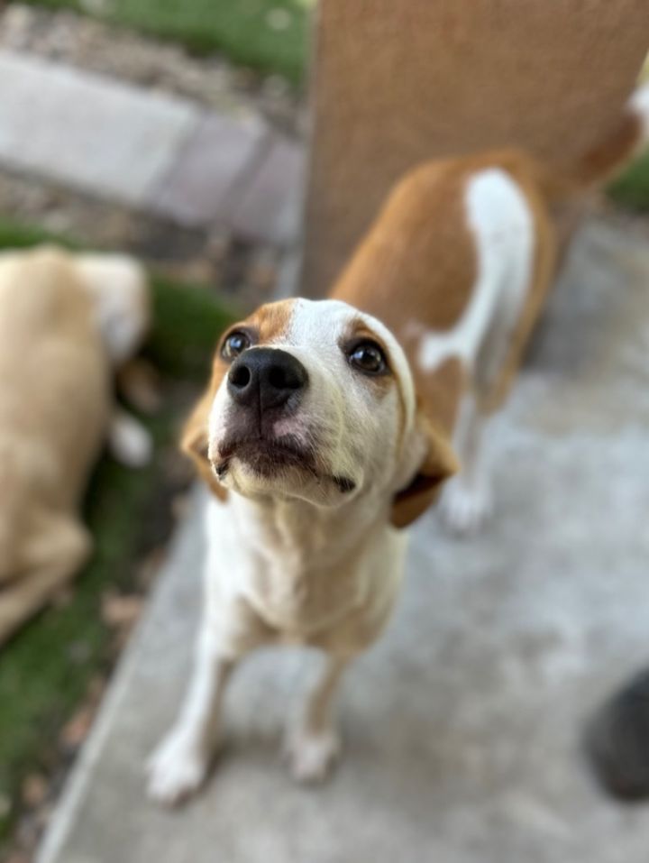 Tiffany, an adoptable Retriever & Boston Terrier Mix in Fulton, TX_image-1