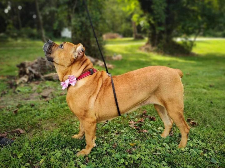 Nala (Adoption Fee Waived)  2