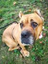 Nala (Adoption Fee Waived) 