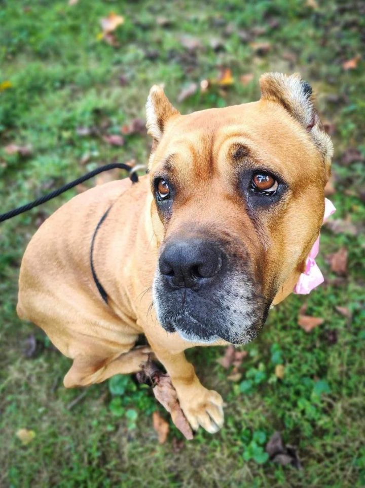 Nala (Adoption Fee Waived)  1