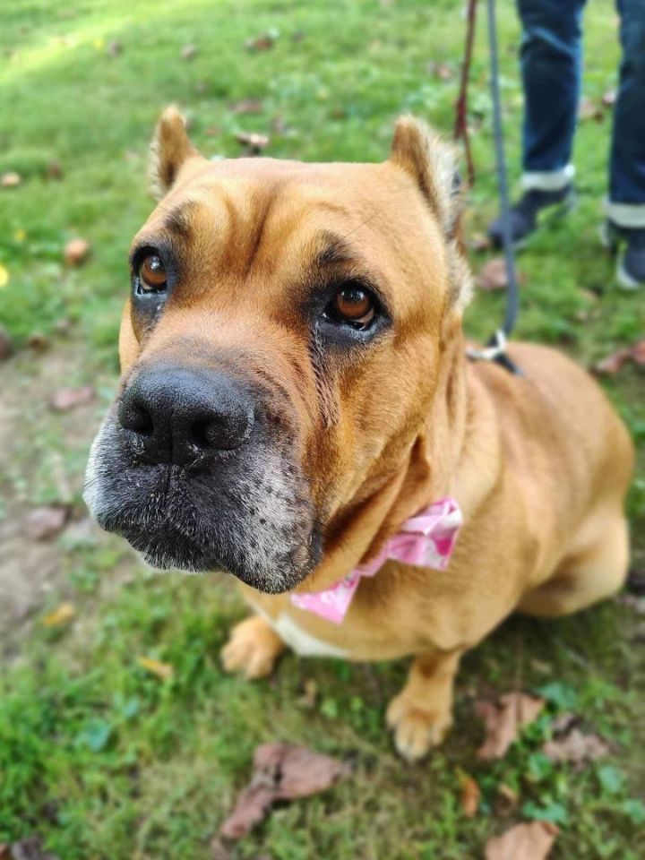 Nala (Adoption Fee Waived)  5