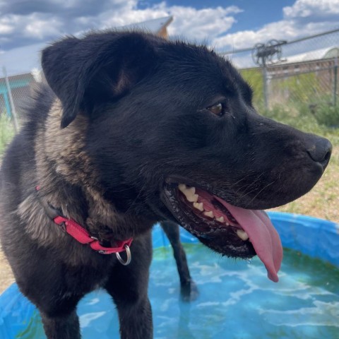Solo, an adoptable Chow Chow, Mixed Breed in Taos, NM, 87571 | Photo Image 4