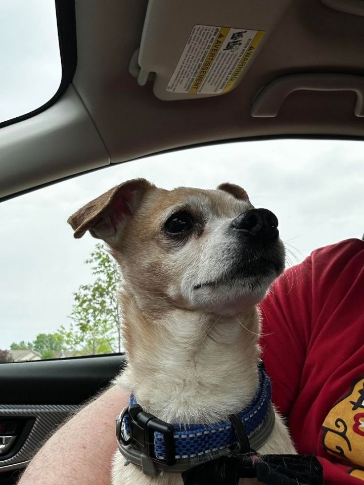 Xander, an adoptable Chihuahua & Miniature Poodle Mix in Waverly, IA_image-5