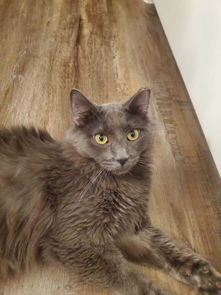 Maximus, an adoptable Nebelung & Russian Blue Mix in SCOTTSDALE, AZ_image-1