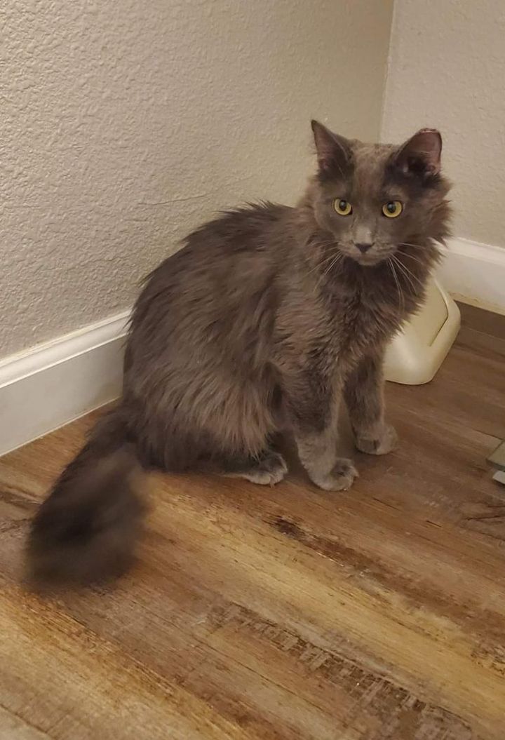 Maximus, an adoptable Nebelung & Russian Blue Mix in SCOTTSDALE, AZ_image-3