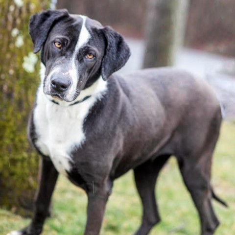 Astra, an adoptable Coonhound in West Islip, NY, 11795 | Photo Image 1